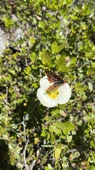 Euphydryas chalcedona sierra