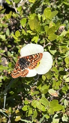 Euphydryas chalcedona sierra