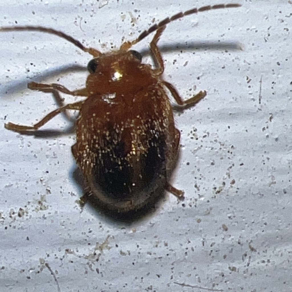 Black-spotted Marsh Beetle
