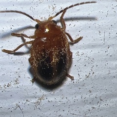 Prionocyphon limbatus