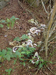 Striostrea prismatica