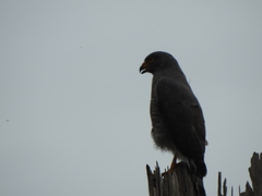 Rupornis magnirostris