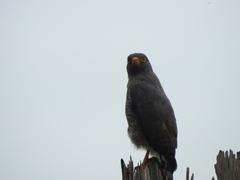 Rupornis magnirostris