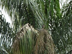 Rupornis magnirostris