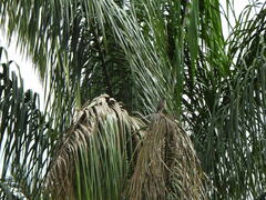 Rupornis magnirostris