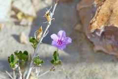 Ruellia parryi