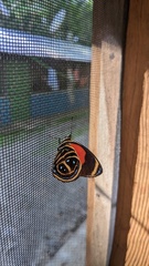 Callicore texa titania