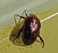 Protaetia formosana
