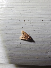 Aglossa disciferalis