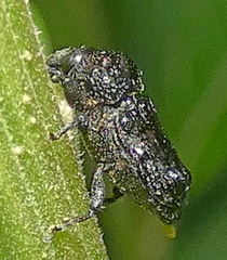 Cymatobaris
