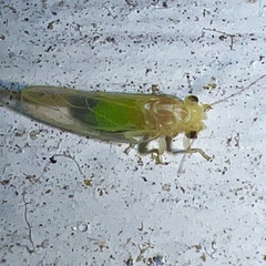 Cacopsylla annulata