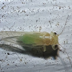 Cacopsylla annulata