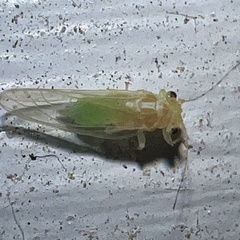 Cacopsylla annulata