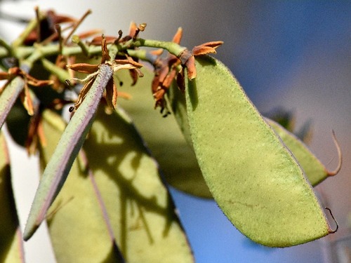 Mexican holdback