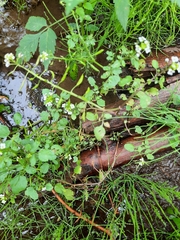 Nasturtium microphyllum