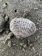 Notosaria nigricans