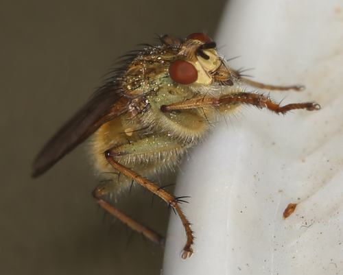 iNaturalist observation photo of Golden Dung Fly
