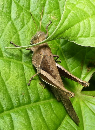 Abracris flavolineata