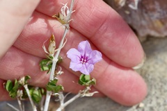 Ruellia parryi