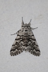 Panthea virginarius