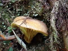 Phylloporus centroamericanus