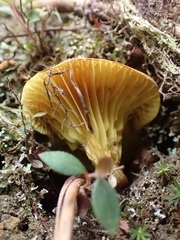 Phylloporus centroamericanus