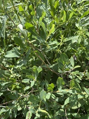Salix kochiana
