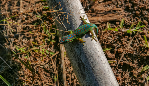 Bluetail Day Gecko, Phelsuma cepediana