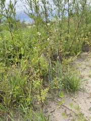 Sphallerocarpus gracilis