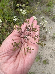 Sphallerocarpus gracilis