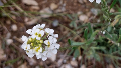 Ptilotrichum canescens