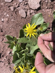 Senecio amplectens holmii