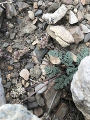 Cymopterus cinerarius