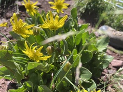 Senecio amplectens holmii