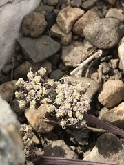 Cymopterus cinerarius