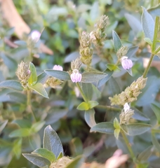 Rostellularia adscendens