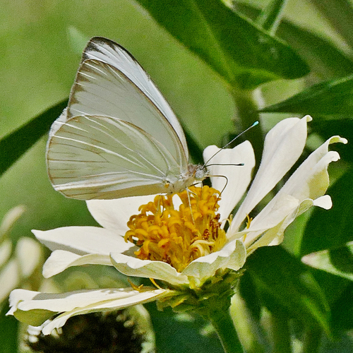 Great Southern White, photo 2 of 8