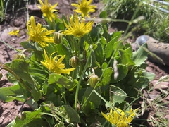 Senecio amplectens holmii