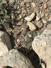 Cymopterus cinerarius