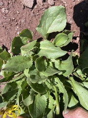 Senecio amplectens holmii