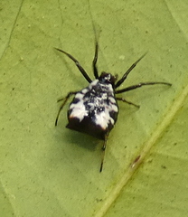 Micrathena patruelis