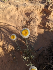 Polycalymma stuartii