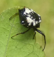 Micrathena patruelis
