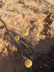 Polycalymma stuartii