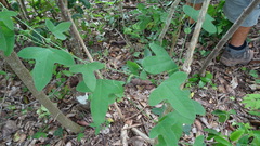Passiflora hastifolia