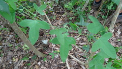 Passiflora hastifolia