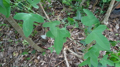 Passiflora hastifolia