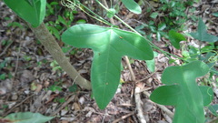 Passiflora hastifolia