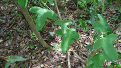 Passiflora hastifolia