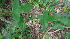 Passiflora hastifolia